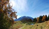 04 Cattedrale vegetale